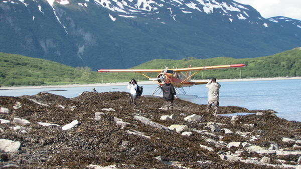 Bear Viewing Katmai National Park Alaska Bear Viewing Katmai National Park Alaska