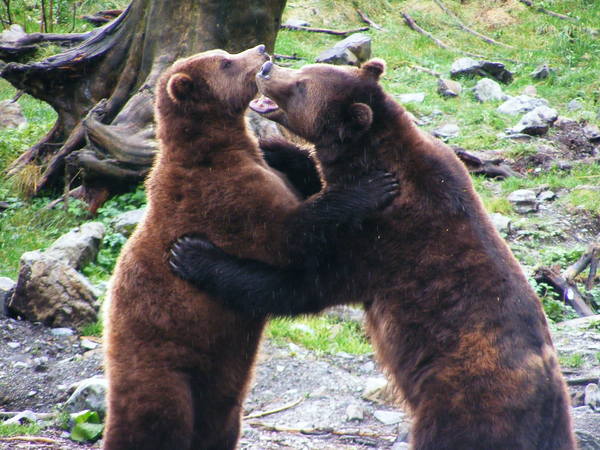 Sitka Fortress of the Bear Sitka Fortress of the Bear