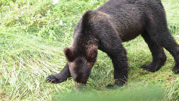 Hyder Alaska Bears Hyder Alaska Bears
