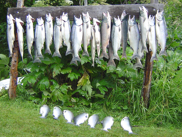 kasilof_rv_park_salmon kasilof_rv_park_salmon