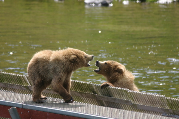 Bear Viewing Kodiak Island Alaska Bear Viewing Kodiak Island Alaska