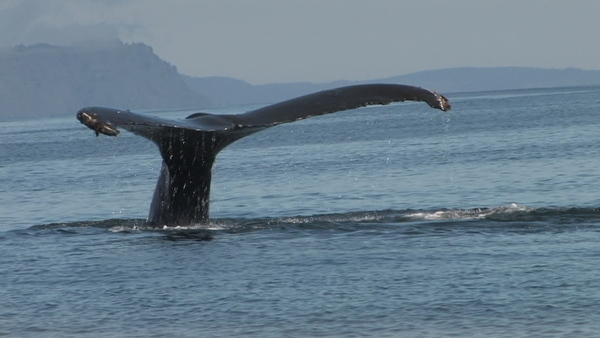 Valdez Alaska Stan Stephens Tours