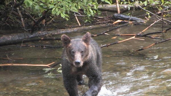 Hyder Alaska Bear Viewing Hyder Alaska Bear Viewing