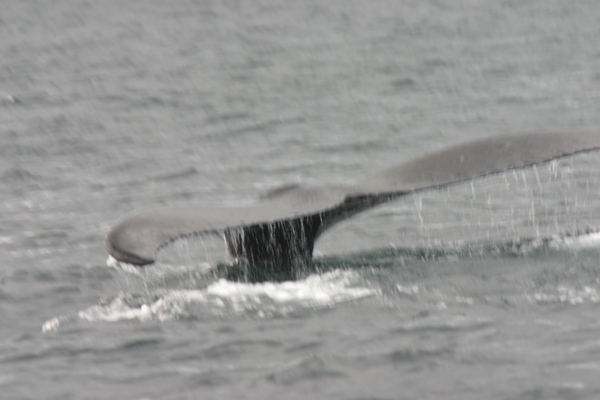 Columbia Glacier Alaska Whale Columbia Glacier Alaska Whale