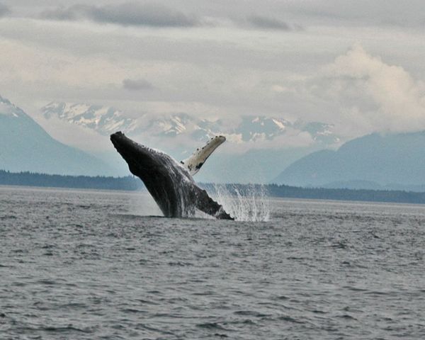 Hoohah Alaska Whale