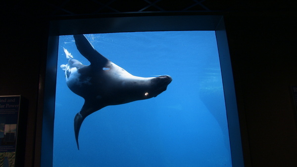 Seward Alaska Sealife Center Seward Alaska Sealife Center