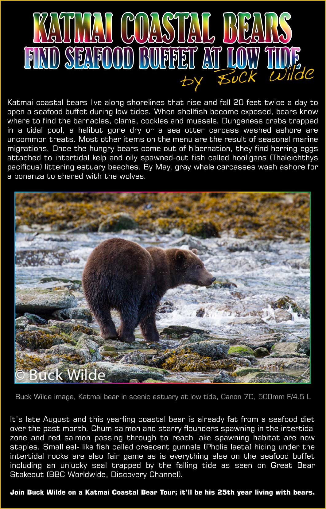 Katmai Coastal Bears find Seafood Buffet at low tide
