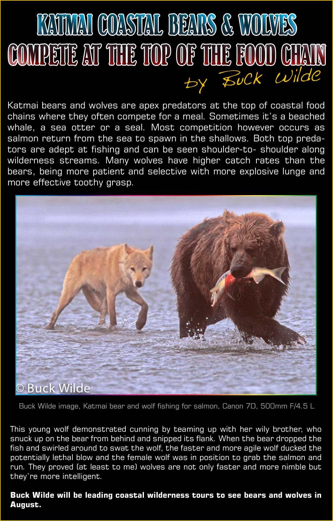 Katmai Coastal Bears and Wolves Compete at the top of the food chain