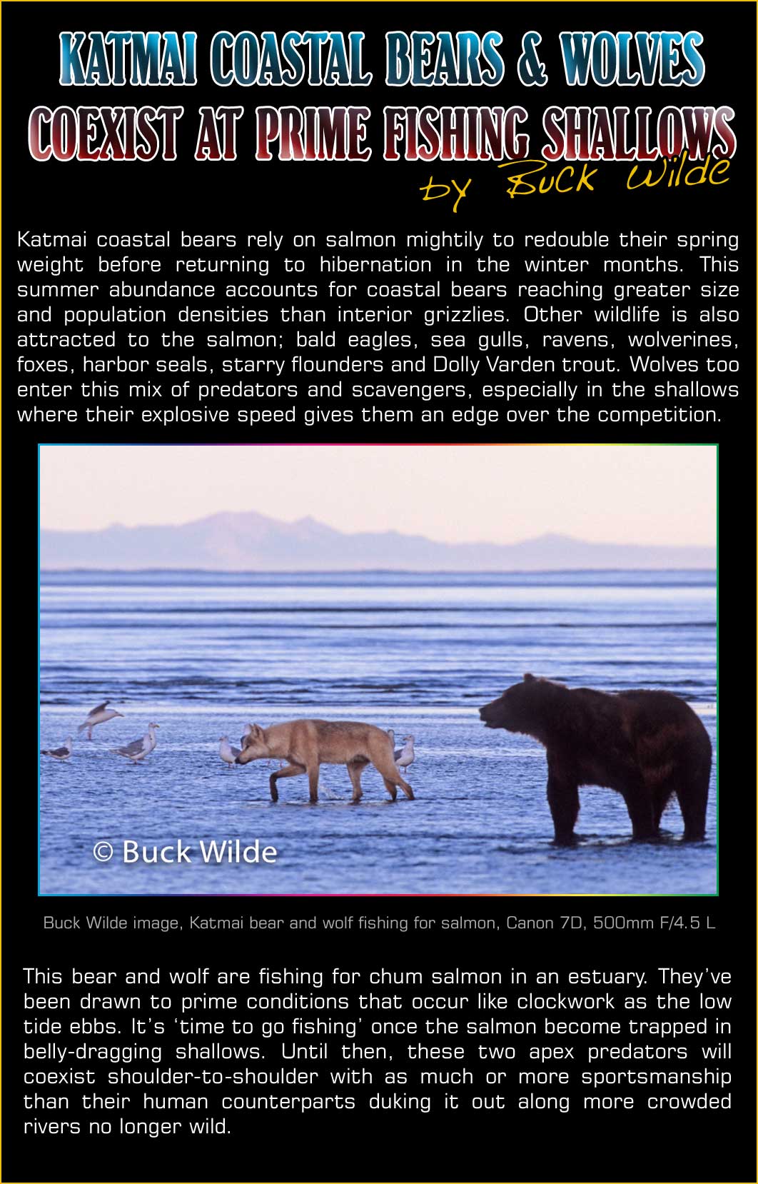 Katmai Coastal Bears and Wolves Coexist at Prime Fishing Shallows
