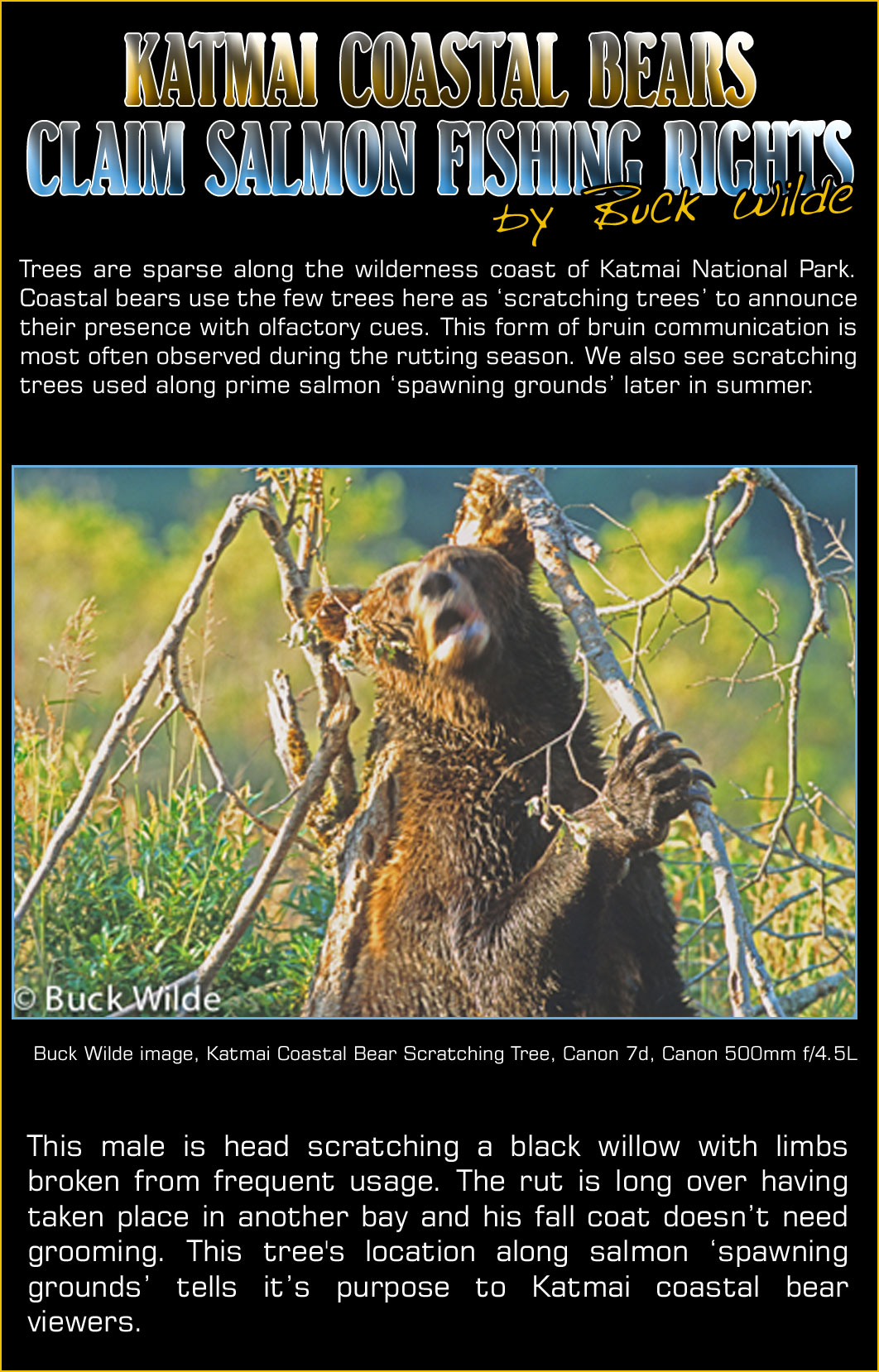 Best Late Summer Locations for Large Male Katmai Coastal Bears