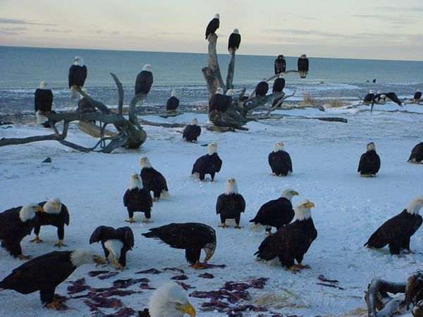 homer_alaska_eagles