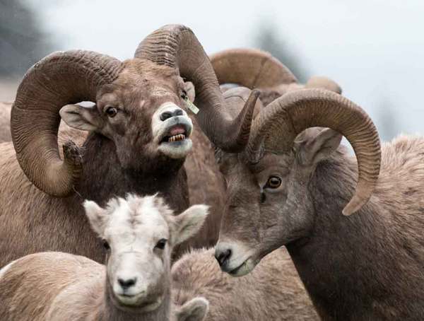 Big Horn Sheep_Robert Crowe Big Horn Sheep_Robert Crowe