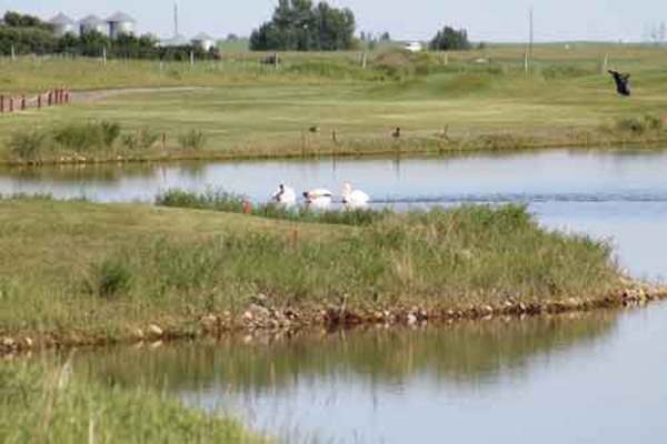 Claresholm Golf Course pelicans Claresholm Golf Course pelicans