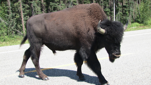 Buffalo on the Alaska Highway