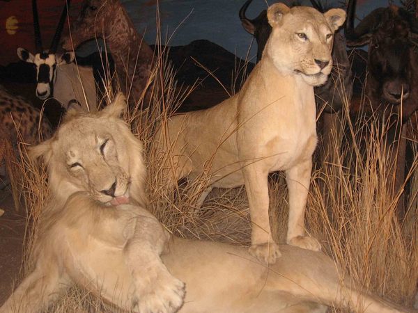 Sundre Wildlife Exhibit Sundre Wildlife Exhibit