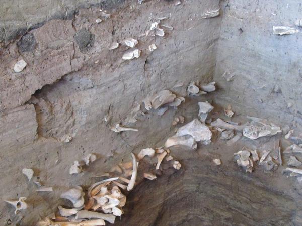 Havre buffalo jump bones