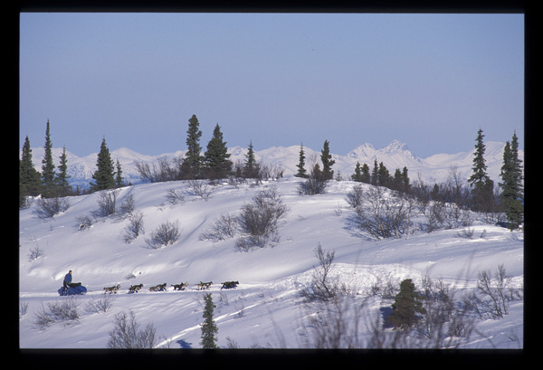 Yukon Quest Dog Race