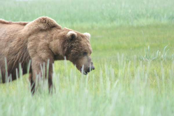 Bear Viewing Katmai National Park Alaska