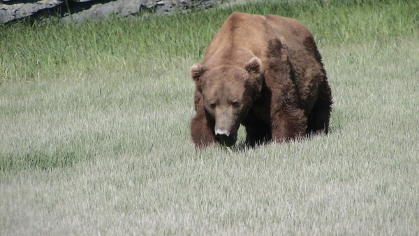 Bear Viewing Katmai National Park Alaska