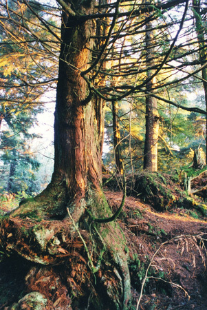 Queen Charlotte Islands BC