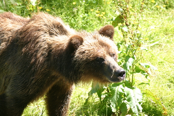 Hyder Alaska Bear Viewing