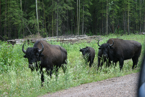 Liard Highway NWT Bison