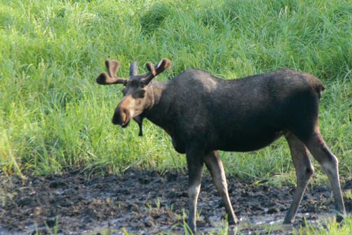 Moose Bird Creek Alaska