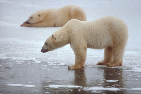 Deadhorse Prudhoe Bay Alaska Polar Bears