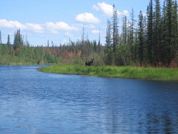 Fox Alaska