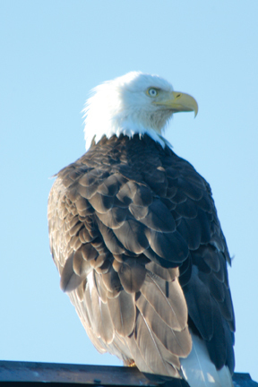 Haines Alaska Bald Eagle Haines Alaska Bald Eagle