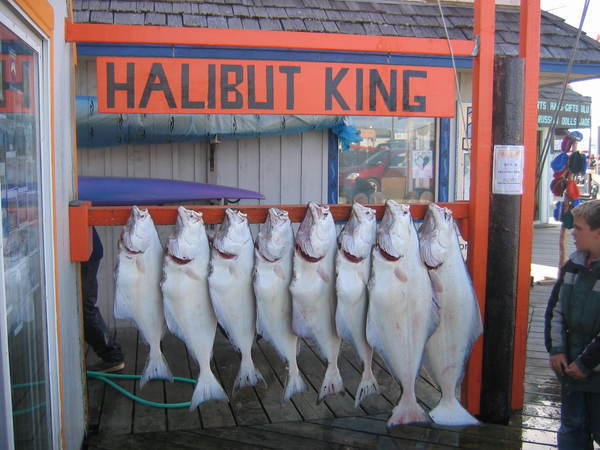 Homer Alaska Fishing Homer Alaska Fishing