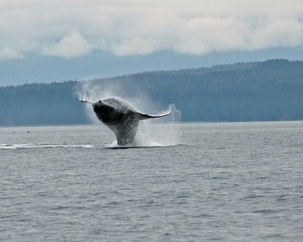 Hoonah Alaska Whale Hoonah Alaska Whale