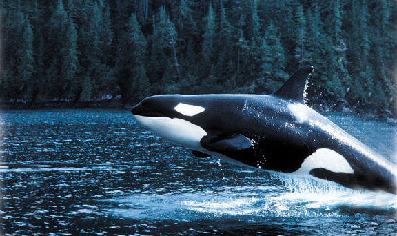Hoohah Alaska Killer Whale Hoohah Alaska Killer Whale