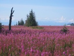 Homer Alaska Fireweed