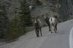 Skagway Alaska Wildlife