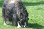 Fairbanks Alaska Large Animal Research Station