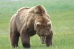 Kodiak Island Alaska Bears