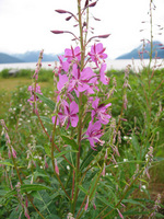 Palmer Alaska Fireweed