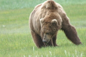 Bear Viewing Kodiak Island Alaska