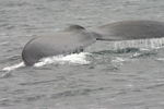 Columbia Glacier Alaska Whale