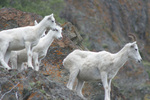 Turnagain Arm Alaska