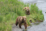 Bear Viewing Kodiak Island Alaska