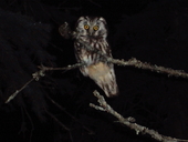 houston_alaska_baby_owl