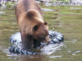 Sitka Fortress of the Bear