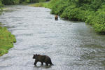 Hyder Alaska Bear Viewing