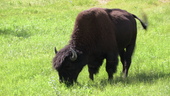 Buffalo on the Alaska Highway