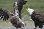 Valdez Alaska Bald Eagles