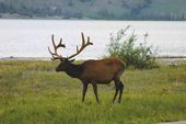 Waterton Elk