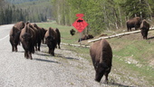 Buffalo on the Alaska Highway