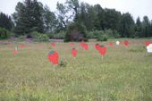 Gustavus Strawberries